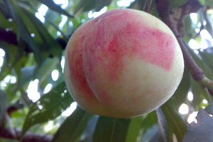 桃咏牌新凤蜜露水蜜桃荣获2010年评比金奖以及绿色产品称号